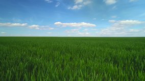 Green wheat field and blue sky with clouds, aerial video 