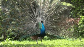 Peacock male courtship display