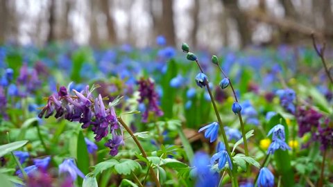 Corydalis and Scylla - the first spring flowers in the oak forest. Camera movement from right to left