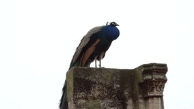 A peacock in the park of Sao Jorge Castle in Lisbon, Portugal. Video in 4k fprmat