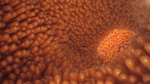 3D animation close-up Intestinal villi. Intestine lining. Microscopic villi and capillary. Human intestine. Concept of a healthy or diseased intestine.