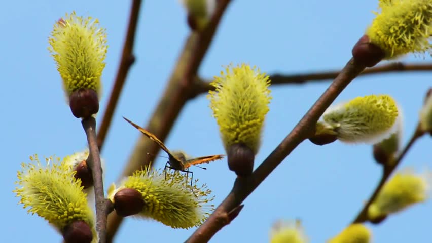 Butterflies and bees collect nectar on spring flowers in sunny weather