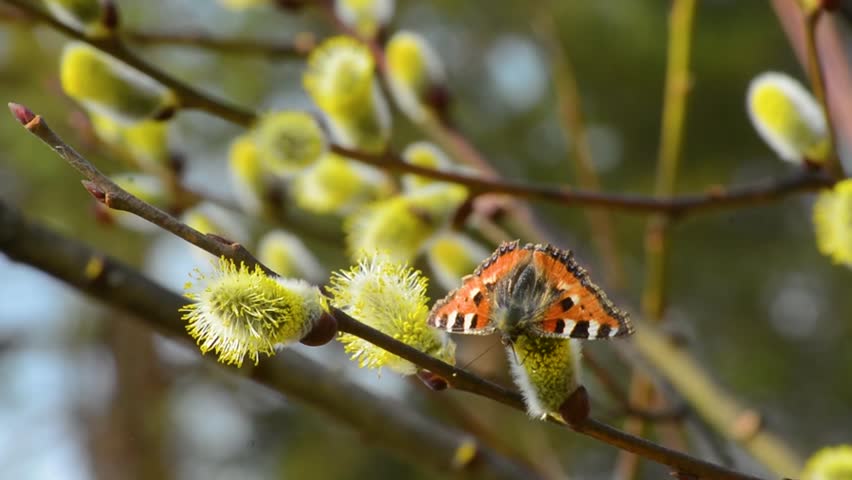 Butterflies and bees collect nectar on spring flowers in sunny weather