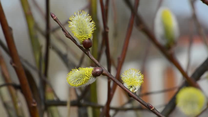 Butterflies and bees collect nectar on spring flowers in sunny weather