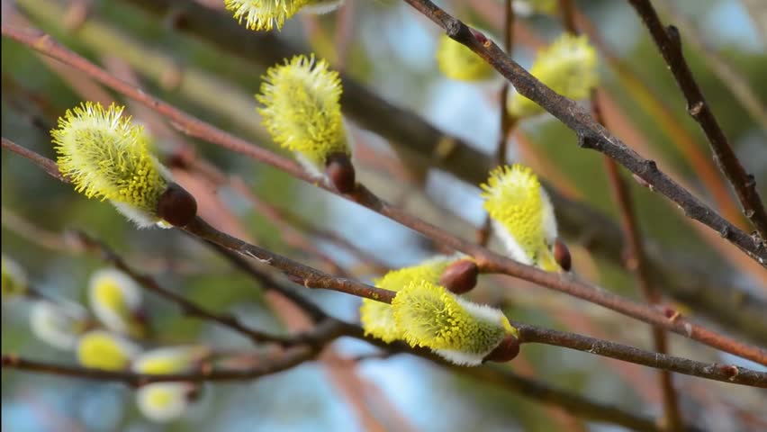 Butterflies and bees collect nectar on spring flowers in sunny weather
