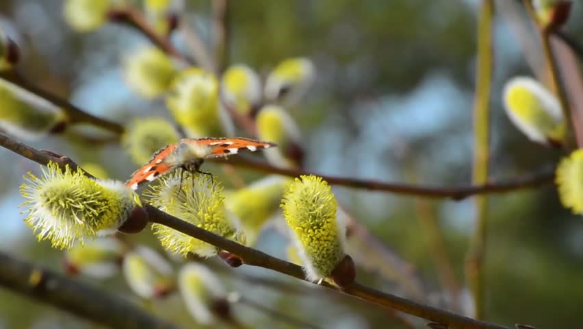Butterflies and bees collect nectar on spring flowers in sunny weather