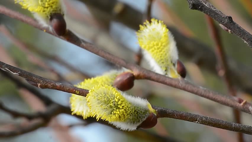 Butterflies and bees collect nectar on spring flowers in sunny weather