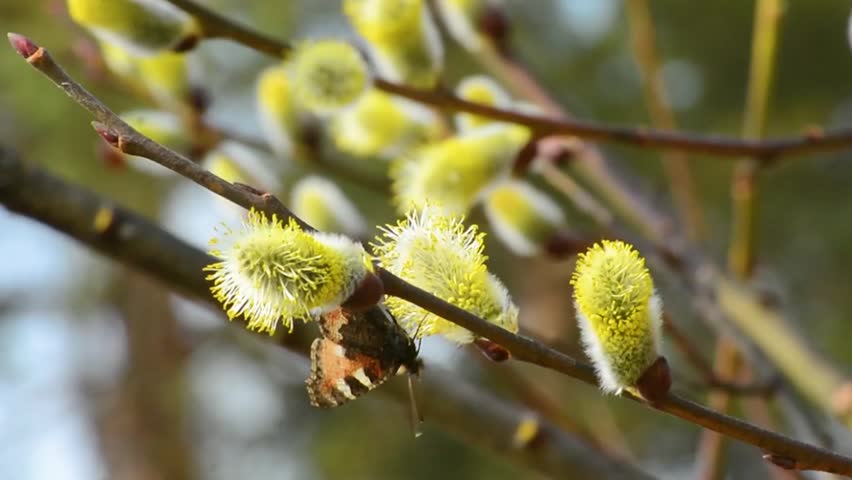 Butterflies and bees collect nectar on spring flowers in sunny weather
