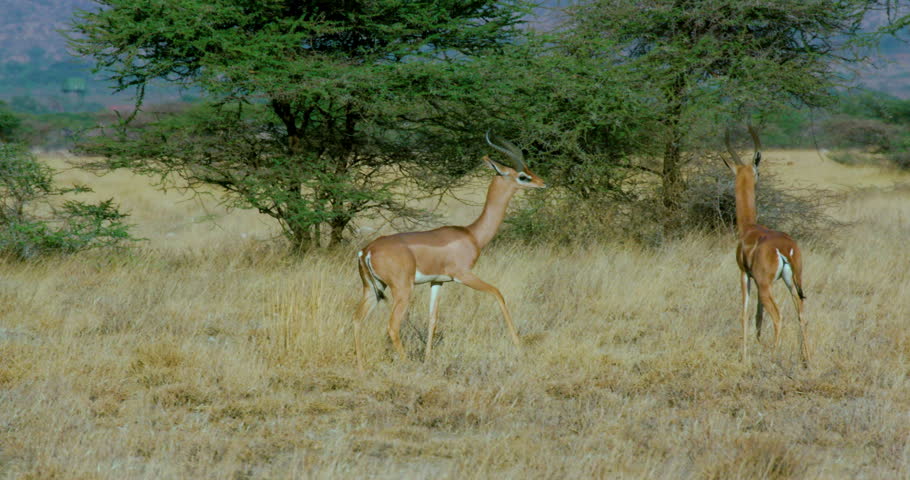 Young Male Gerenuk Play Sparing; Samburu Kenya Africa