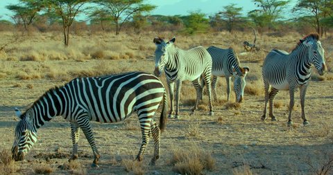 Grevy'S Zebras Observing & Burchell'S Zebra Grazing; Samburu Kenya Africa