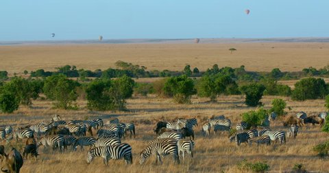 Burchell'S Zebras Grazing & Balloon Safari; Maasai Mara Kenya Africa