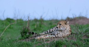 Cheetah Laying On Hill; Maasai Mara Kenya Africa