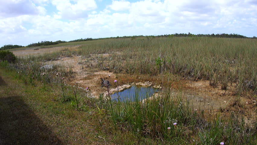 Florida Everglades alligator