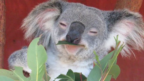 A close up of a koala eating eucalyptus leaves in Australia.
