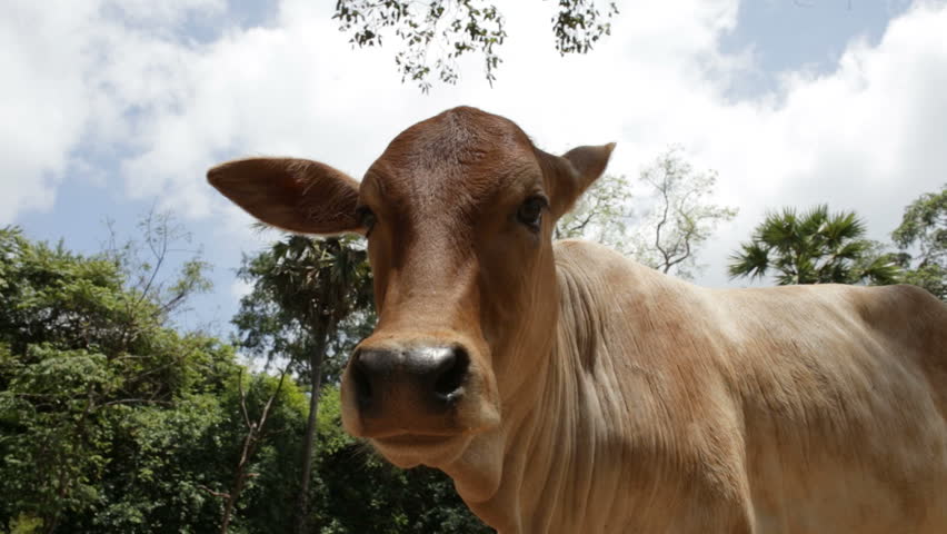 Cow looking at camera