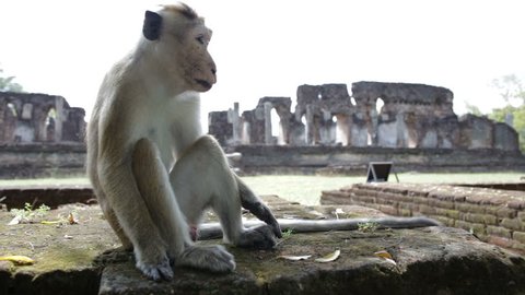 Macaque monkeys have sex on the background of old town
