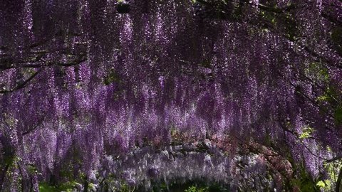 Beautiful Wisteria in bloom at famous Bardini garden in Florence, Italy.