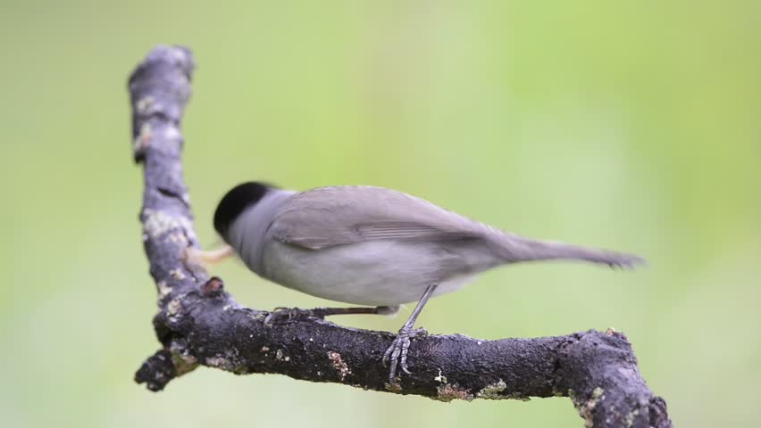 Male Sylvia atricapilla or Eurasian blackcap hitting a worm to eat it