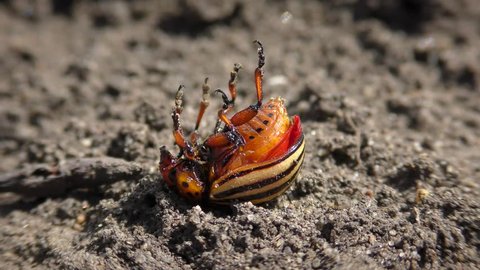 Colorado potato beetle (Leptinotarsa decemlineata) dies after spraying with an insecticide.