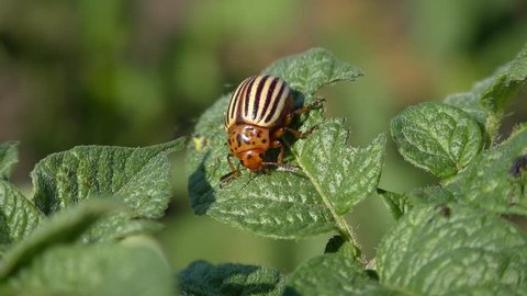 Colorado potato beetle (Leptinotarsa decemlineata) crawls along the leaf of the plant.