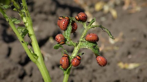 Many Colorado potato beetle larvae (Leptinotarsa decemlineata) ate a leaf of a potato plant.
