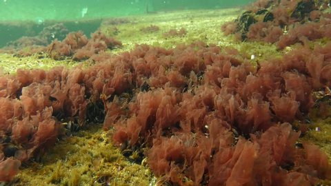 The thickets of Red algae (Porphyra sp.) swing by waves.