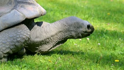 the Aldabra giant tortoise (Aldabrachelys gigantea) graze