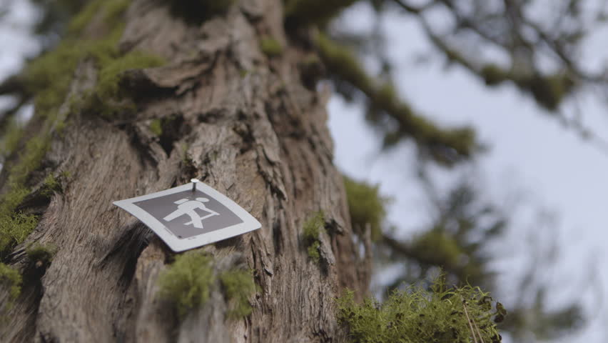 A sign indicating a hiking trail on the side of a tree.
