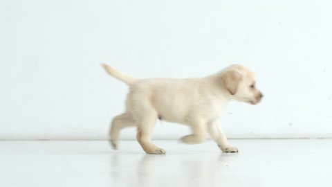 Labrador puppy runs from left to right
