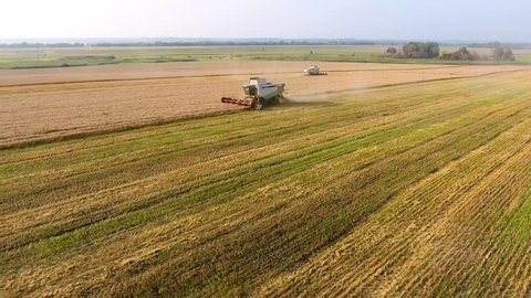 Aerial view Combine Harvester gathers the wheat. Harvesting grain field, crop season. agriculture