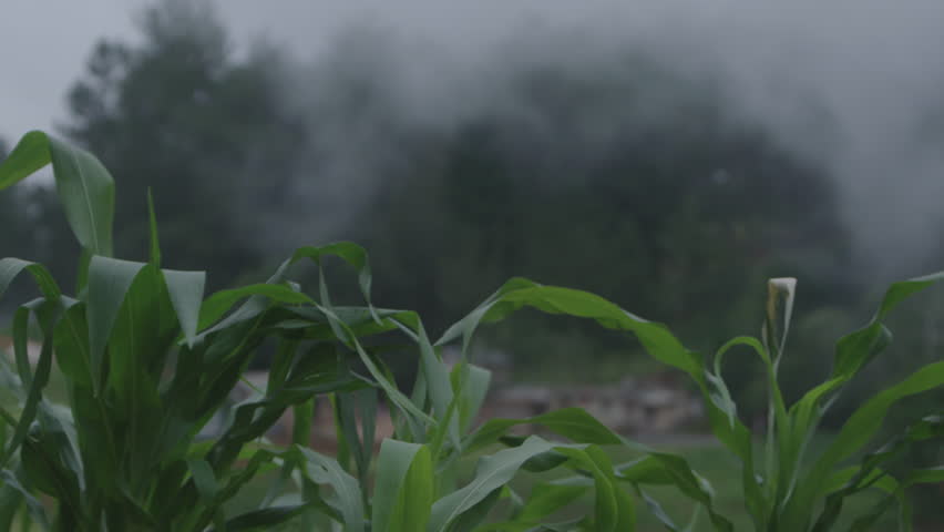 Rapid Moving Moving Cloud or Fog Over a Small Village and a Cornfield