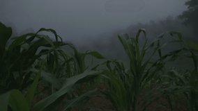 Rapid Moving Moving Cloud or Fog in a Cornfield - Powered by Shutterstock - Get 15% off with code: PIKWIZARD15