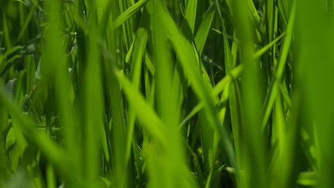 Video Stok green grass flapping wind (100% Tanpa Royalti) 2862328 Shutterst...