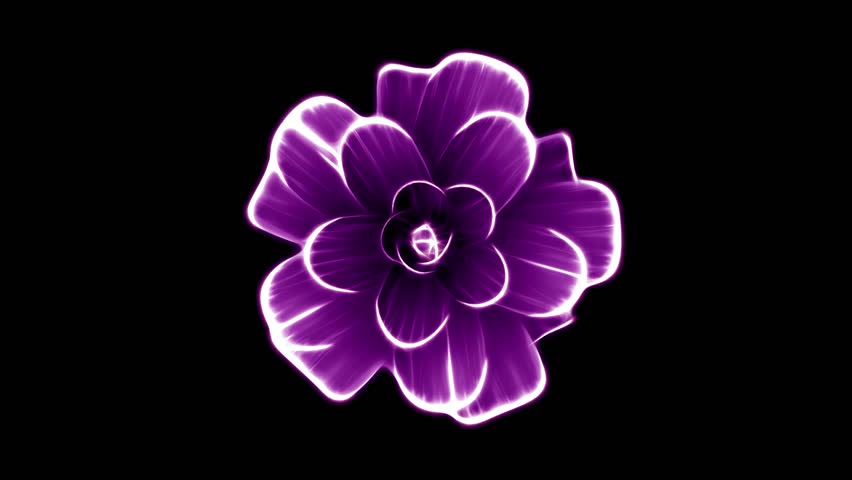 opening long blooming purple flower time-lapse 3d animation isolated on background new quality beautiful holiday natural floral cool nice 4k video footage Royalty-Free Stock Footage #1010194172