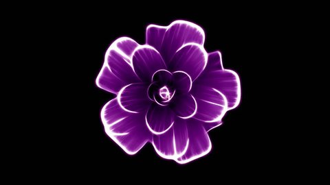 opening long blooming purple flower time-lapse 3d animation isolated on background new quality beautiful holiday natural floral cool nice 4k video footage