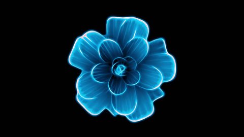 opening long blooming blue flower time-lapse 3d animation isolated on background new quality beautiful holiday natural floral cool nice 4k video footage