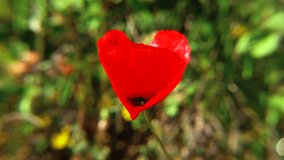Single red vibrant color poppy flower blowing, fluttering in the wind. Top view. Macro filming 1080p full hd slow motion video.
