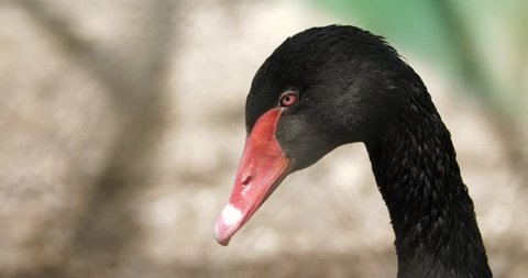 portrait of a black swan