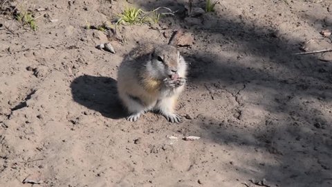 Gopher Sits On Leaves And Chewing