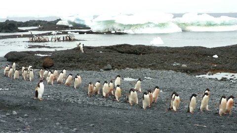 adelie penguin colony at brown bluff being very active, antarctic peninsula, antarctica