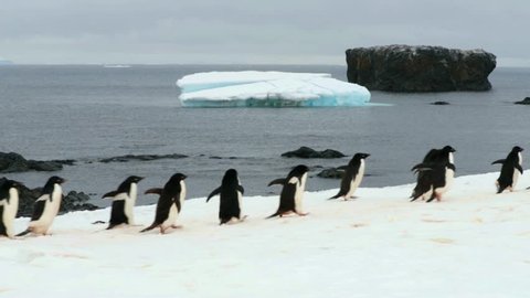 adelie penguin colony, brown bluff, antarctica