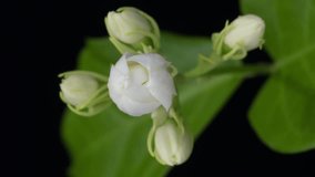 White Jasmine flowers blooming on black background time lapse