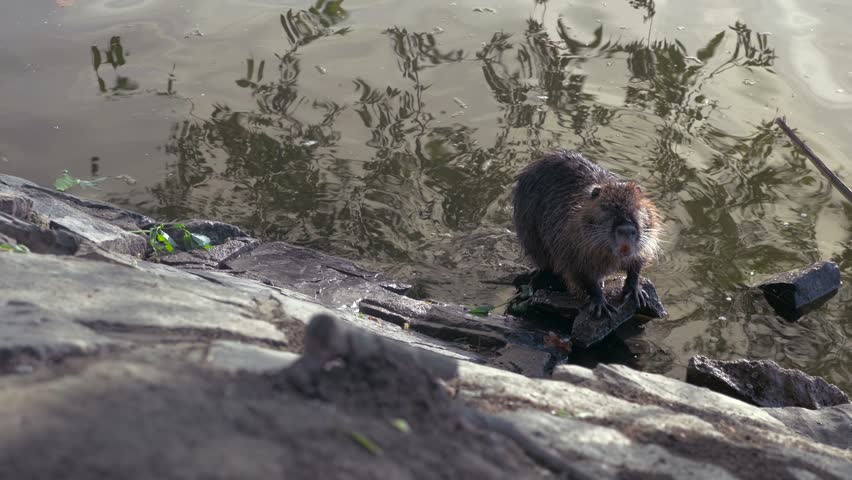 One single big brown coypu or nutria eating at river side.