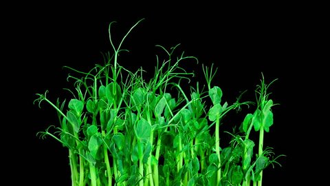 Timelapse of microgreens pea plant sprouts slowly growing on black background side view tendrils moving

