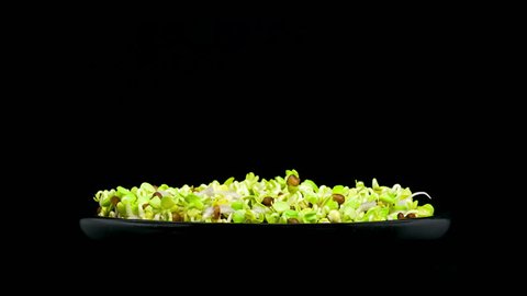 Timelapse of microgreens radish seeds sprouting and growing in a black bowl on black background side view
