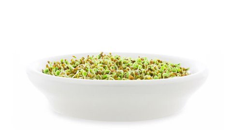 Timelapse of microgreens crimson clover Trifolium incarnatum seeds sprouting and growing in a bowl on white background side view, wither and recover for a while when ran out of water.
