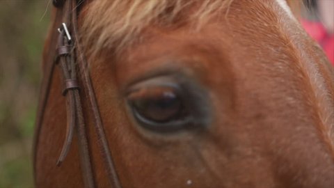 Horse Eye Portrait, Close Up Macro Slow Motion
