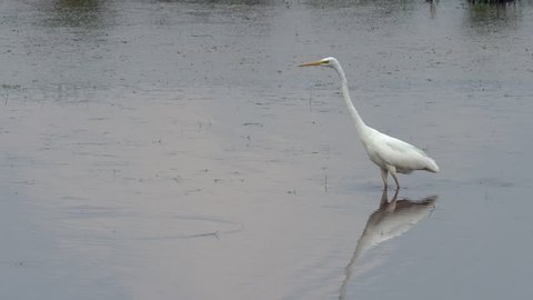 Great egret (Ardea alba) fishing whilst wading in a lake. Common egret, large egret or great white egret.