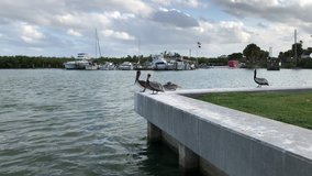 pelicans near the water