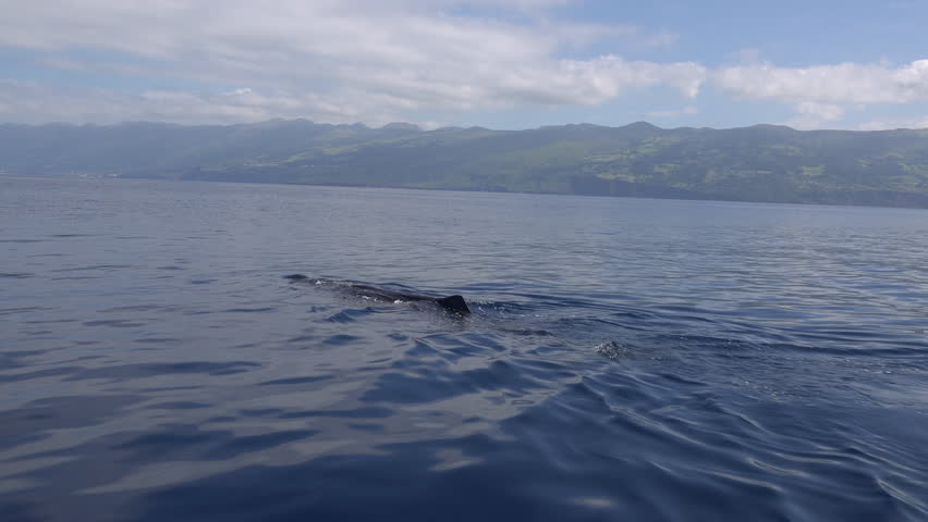 Sperm whale dives, showing fluke, close traveling shot Royalty-Free Stock Footage #1010221886